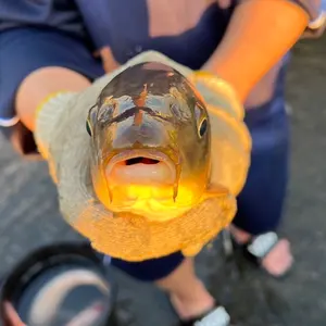 試着のみGUAPI 星刺繍 フレアデニムパンツ 28 - メルカリ