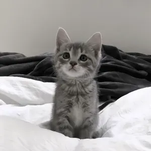 PHATRNKキラキラトレーナーM即日発送 - メルカリ