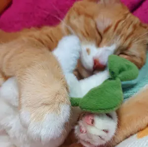 からすてんぐ