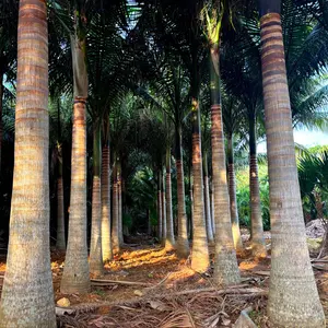 ビスマルキアノビリス シルバー 高さ約80cm 黒ポット - メルカリ