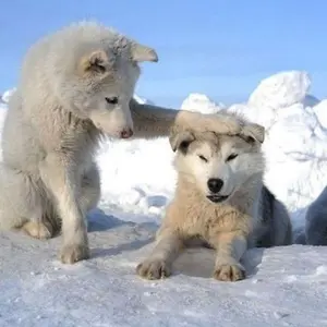 新品未使用品】MARKAWARE シルクショートレインジャケット 24AW 黒