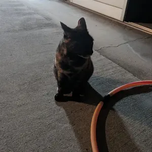 ひま