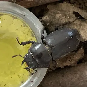 ベリアルパーツ 各3枚セット 究極生命体レイブラッド星人 ザラブ星人