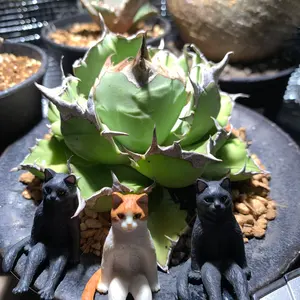 アガベ 大白鯊 OC クラウン（清桜.大白鯊.悪魔くん.白狂刺.ブツブツ