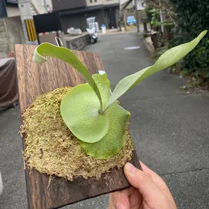 レア種 ビカクシダ ムーサンキング OC子株 MusangKing(ライディーン