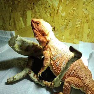 爬虫類ケージ 834544㎝ リクガメ フトアゴ ゲージ 小動物 木製ケージ 爬虫類 小動物 フトアゴ リクガメ 90㎝ オーダー可