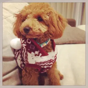 原色 病害虫百科 5 第2版 ナシ・イチジク・マンゴー 農山漁村文化協会