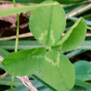 ぱんだマン・即購入・無言お取り引きOK♪