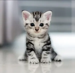 【価格値下げ】丸大皿 花生け お皿 杉本貞光 作 価格値下げ】丸大皿 花生け お皿 杉本貞光 作 - メルカリ