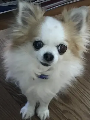 ☆【未使用】吉沢梨絵 Duet with 角松敏生ケース入り ペンギンライター