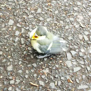 高尾颯斗 THORIEL購入特典 メッシュポーチ トレカ HAYATO 高尾颯斗 THORIEL購入特典 メッシュポーチ トレカ HAYATO - メルカリ