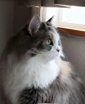 Ocho