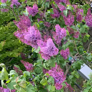 ファイアーエムブレム サイファ 夜明けを告げる翼 クロード - メルカリ