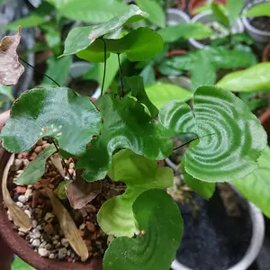 山菜 アマニュウ 種子 100粒 - メルカリ