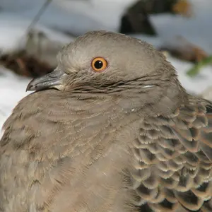 カスタムレバーアケコン 24mmボタン ステンレス天板 パススルー
