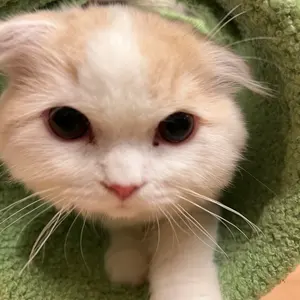 もも♪