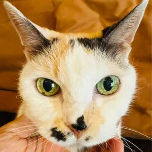 美品 LL寸 お茶事に最適 極上縮緬地 松尾光琳 色無地（正絹）未使用