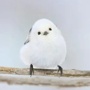 シマエナガ