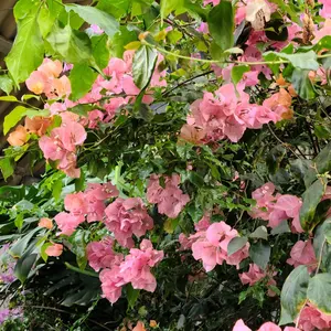 ニコ@即購入歓迎。