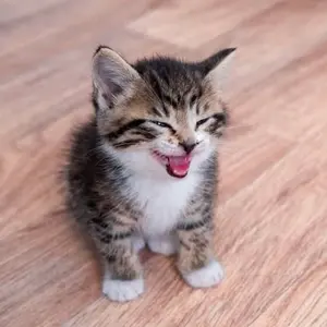 あ♡プロフ必読様 リクエスト 2点 まとめ商品 - メルカリ