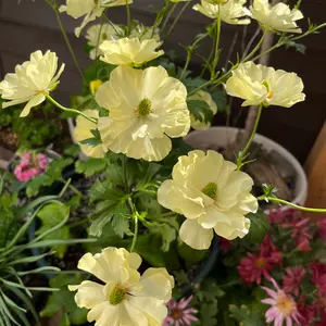 新品未使用 ルナレーナ インターアクション ・インターセルラー業務用