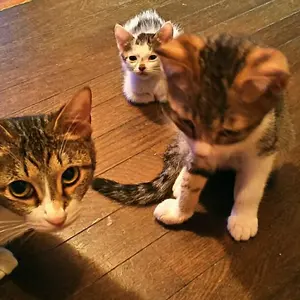 13クラウン PRONTO製 クリアウインカーレンズ 当時物！ - メルカリ