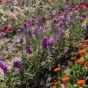 fgo 最終再臨展 ステッカー ダンテ - メルカリ