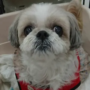 ごんちゃんショップ(プロフ必読)