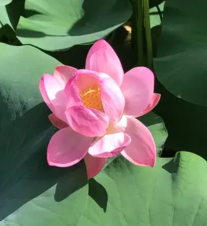 激レア　ウルトラマン　バルタン星人　のれん　暖簾　新品　タペストリー　円谷プロ 激レア ウルトラマン バルタン星人 のれん 暖簾 新品