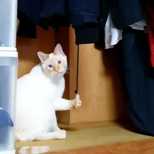 新品未使用】90スープラENDLESS パット SSM PLUS [1台分] - メルカリ