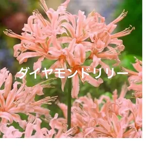 板橋道人作 端渓硯 細工彫り 漢詩文 - メルカリ