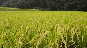 Nao先生浄化CD HEALING AWAKENING YOBOU LABO - メルカリ