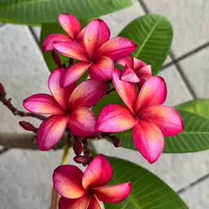 計50巻 ナニワトモアレ 全28巻 なにわ友あれ 1-22巻 送料無料 - メルカリ