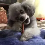 愛犬さんの羊毛フェルトオーダー・kenjistar様ご確認専用 - メルカリ