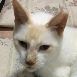 値下Vincent van Gogh ♢ひまわり♢ムルロ工房リトグラフ1/250 - メルカリ