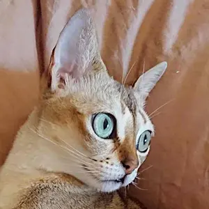 新品】Sermoneta ミンクファー付き手袋 21cm - メルカリ