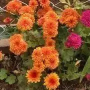 レモンの葉とみかんの葉 蝶々の餌 青虫の餌 無農薬 - メルカリ