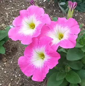 【中古】 メガ・ニュートリション スーパー・ヘルスをめざして/中央公論新社/リチャード・Ａ・クーニン 中古】 メガ・ニュートリション スーパー・ヘルスをめざして