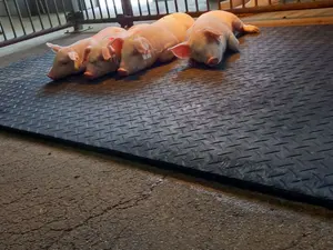 ごま