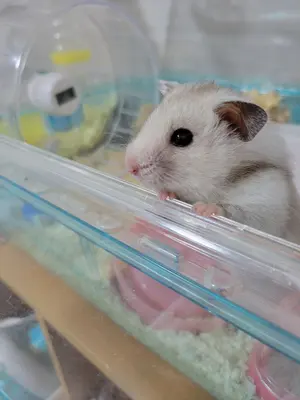 よもぎ@プロフ確認