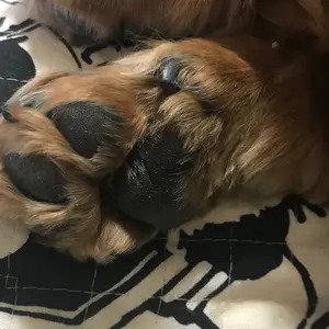 長い犬様専用】REVI バランシングローション【サロンケア用】2本