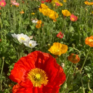 mare マレ コクーンパンツ ネイビー M マレ 新品タグ付き - メルカリ