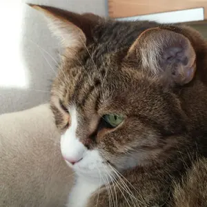 ねこねこさん専用 - メルカリ