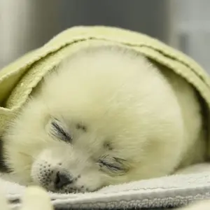 ≒JOYニアジョイ小澤愛実 IDフォトステッカー - メルカリ