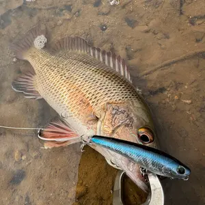 希少 マニフォールド デニイロ343 ミズヘビ亜種 - メルカリ