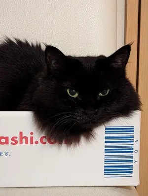 機動戦士SDガンダム 『TOKYO SHUFFLE 東京シャッフル』 - メルカリ