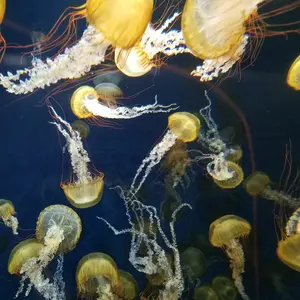 よしし　遊戯王まとめ売り psa9 psa10 ars 引退品 旧レリーフ よしし様専用 遊戯王まとめ売り psa9 psa10 ars 引退品 旧