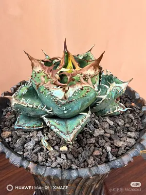 【直径20cm】手作植木鉢 陶器鉢 塊根植物 アガべ XXLサイズ B-76 直径20cm】手作植木鉢 陶器鉢 塊根植物 アガべ XXLサイズ B-76 - メルカリ