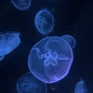 ブルーキャノンボール