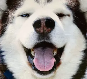 富士北麓産 山椒のタネ 種 約8,000粒 約230g - メルカリ